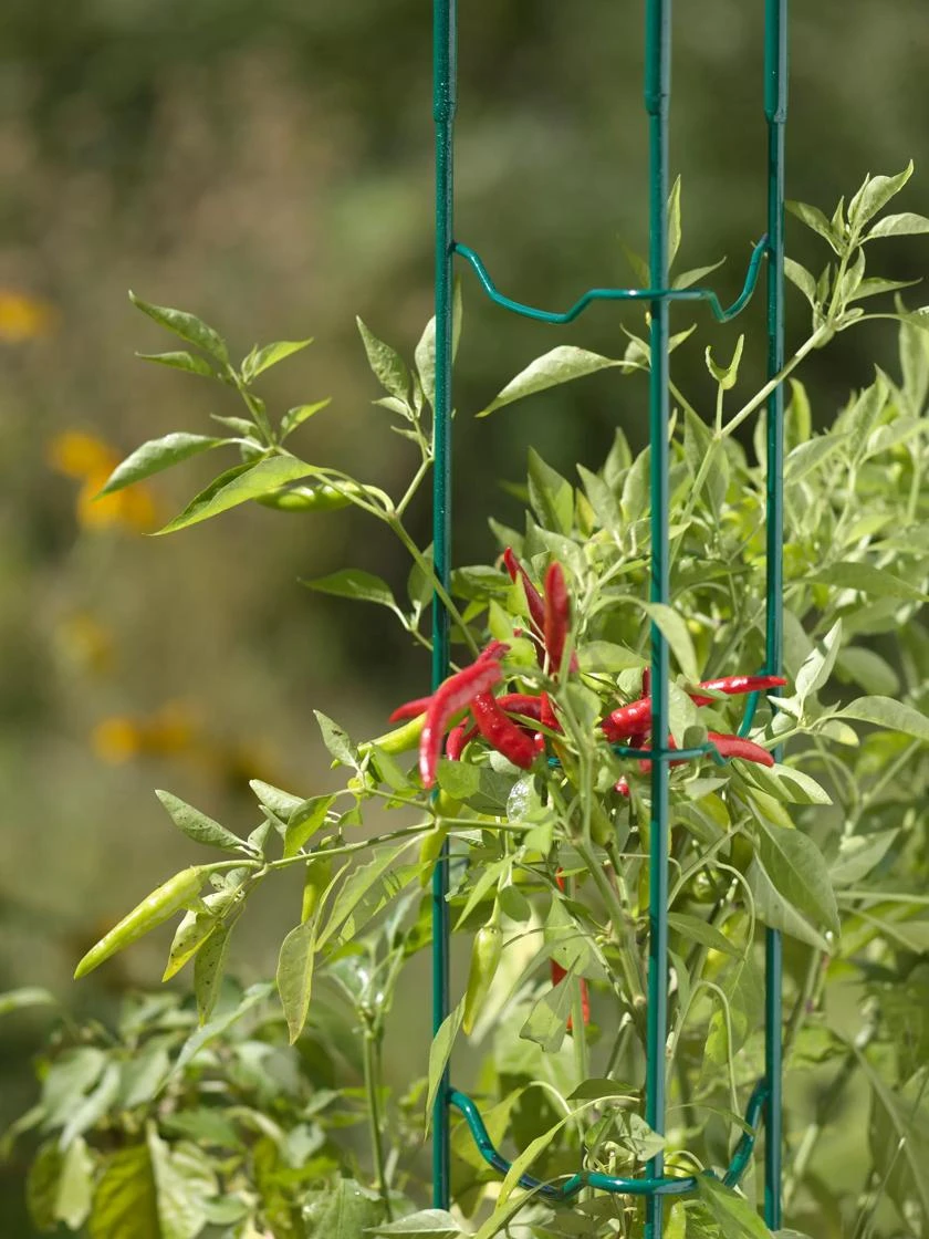 Pepper And Eggplant Stakes, Set Of 3 - Image 2
