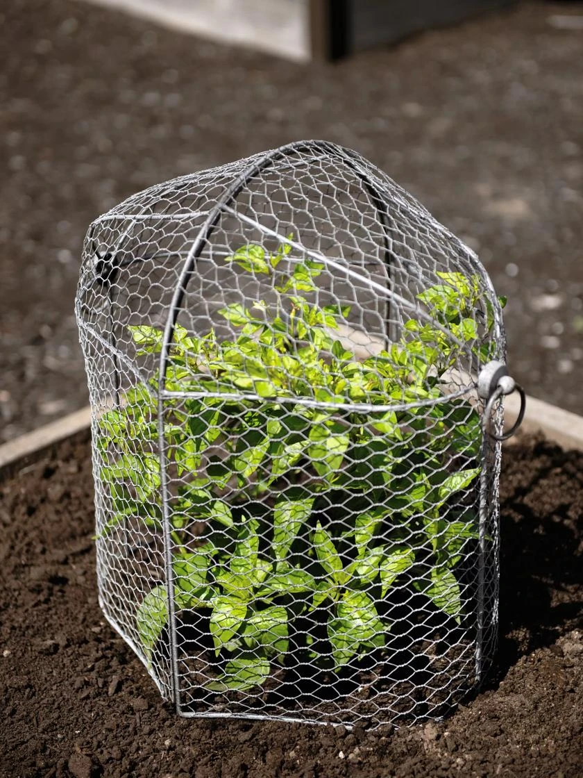 3-in-1 Chicken Wire Cloche - Image 2