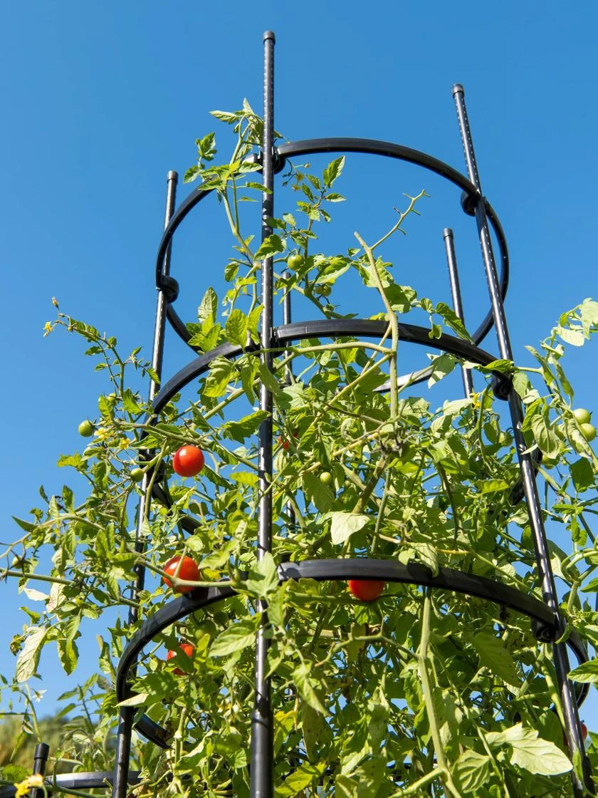 Titan Tall Tomato Cages, Set Of 3 - Image 4