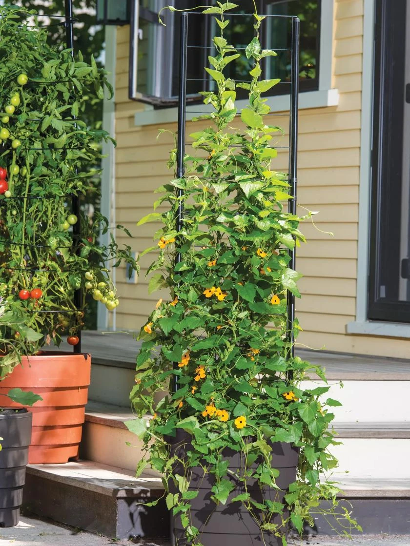 Gardener’s Victory Self-Watering Planter With Vine Trellis - Image 9
