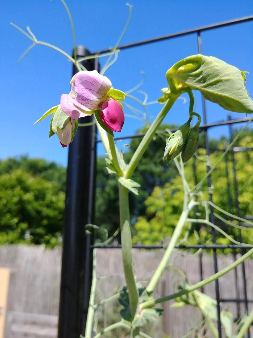 Gardener’s Victory Self-Watering Planter With Vine Trellis - Image 11