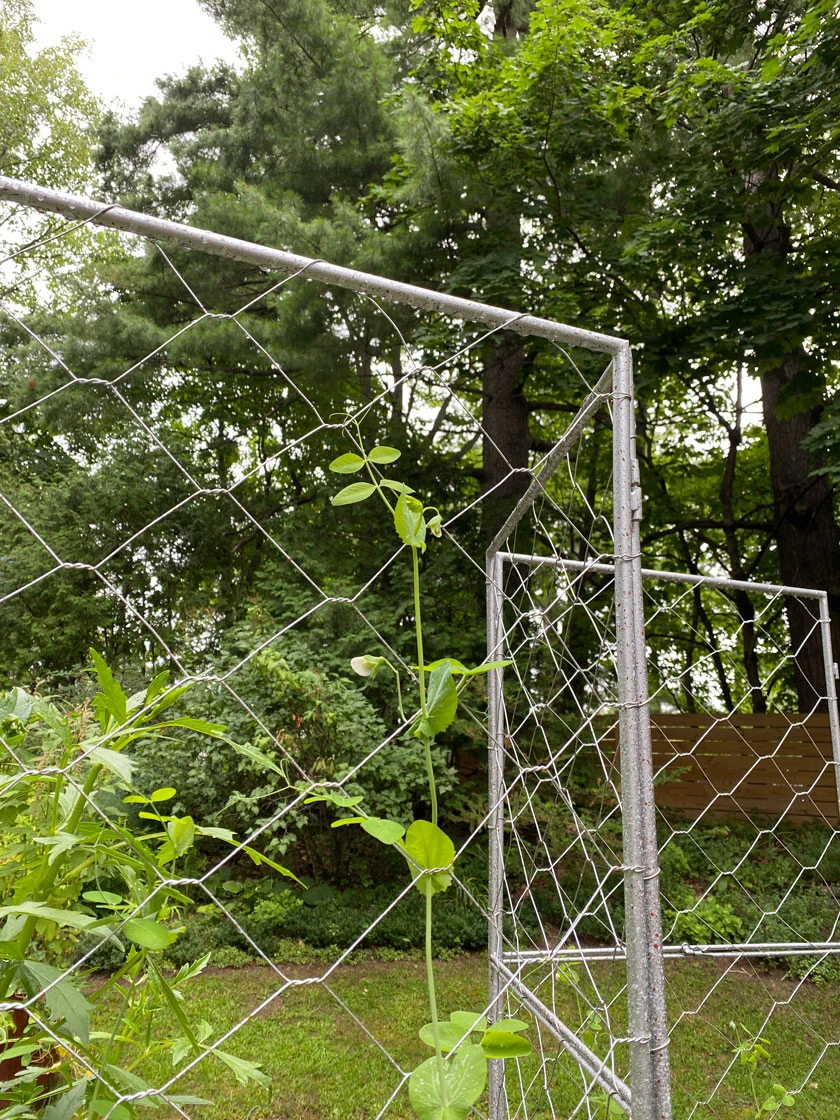 Chicken Wire Pea Trellis - Image 8