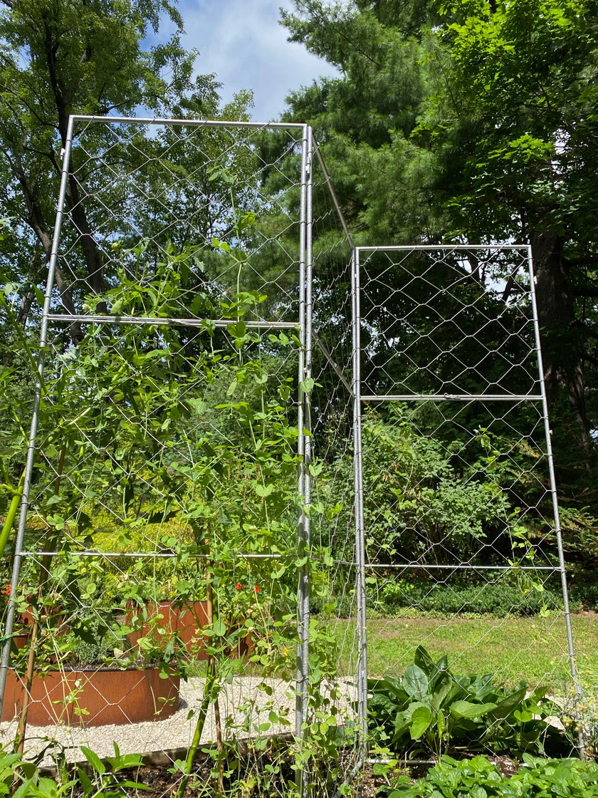 Chicken Wire Pea Trellis - Image 2