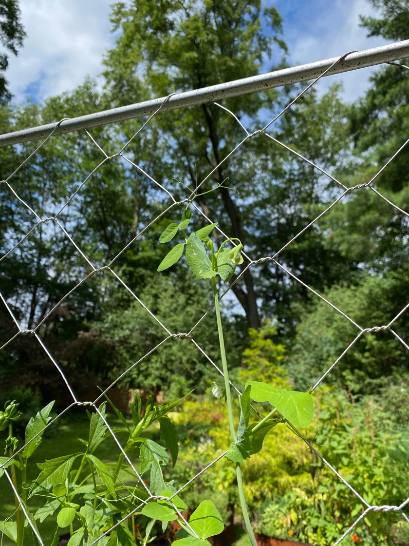Chicken Wire Pea Trellis - Image 7