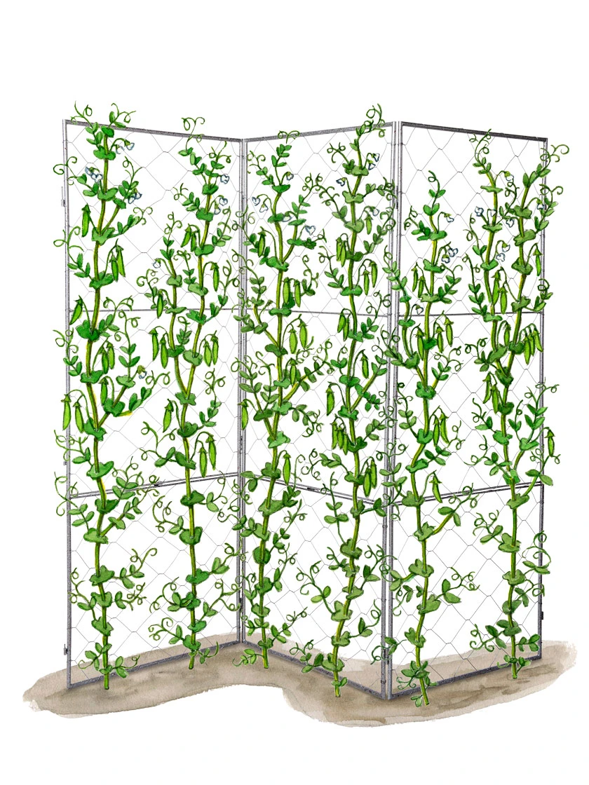 Chicken Wire Pea Trellis - Image 11