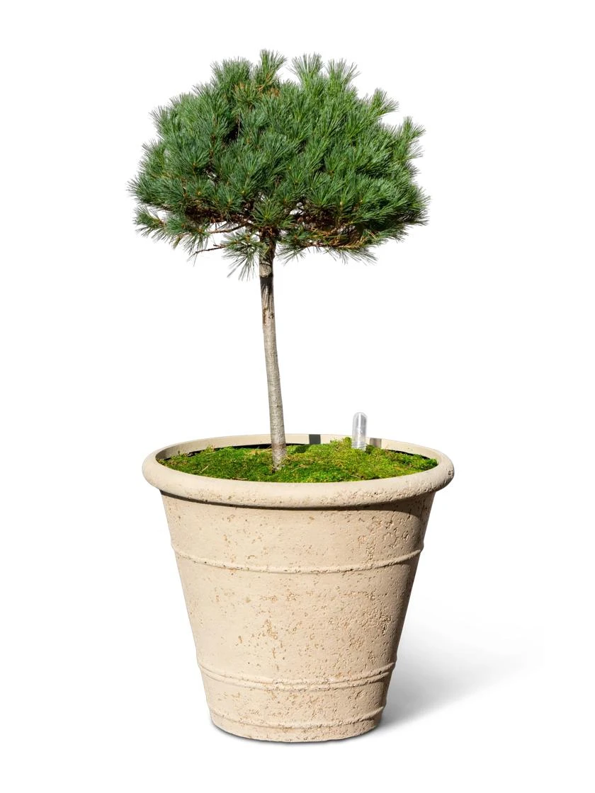 Self-Watering LavaStone® Anson Pot - Image 4