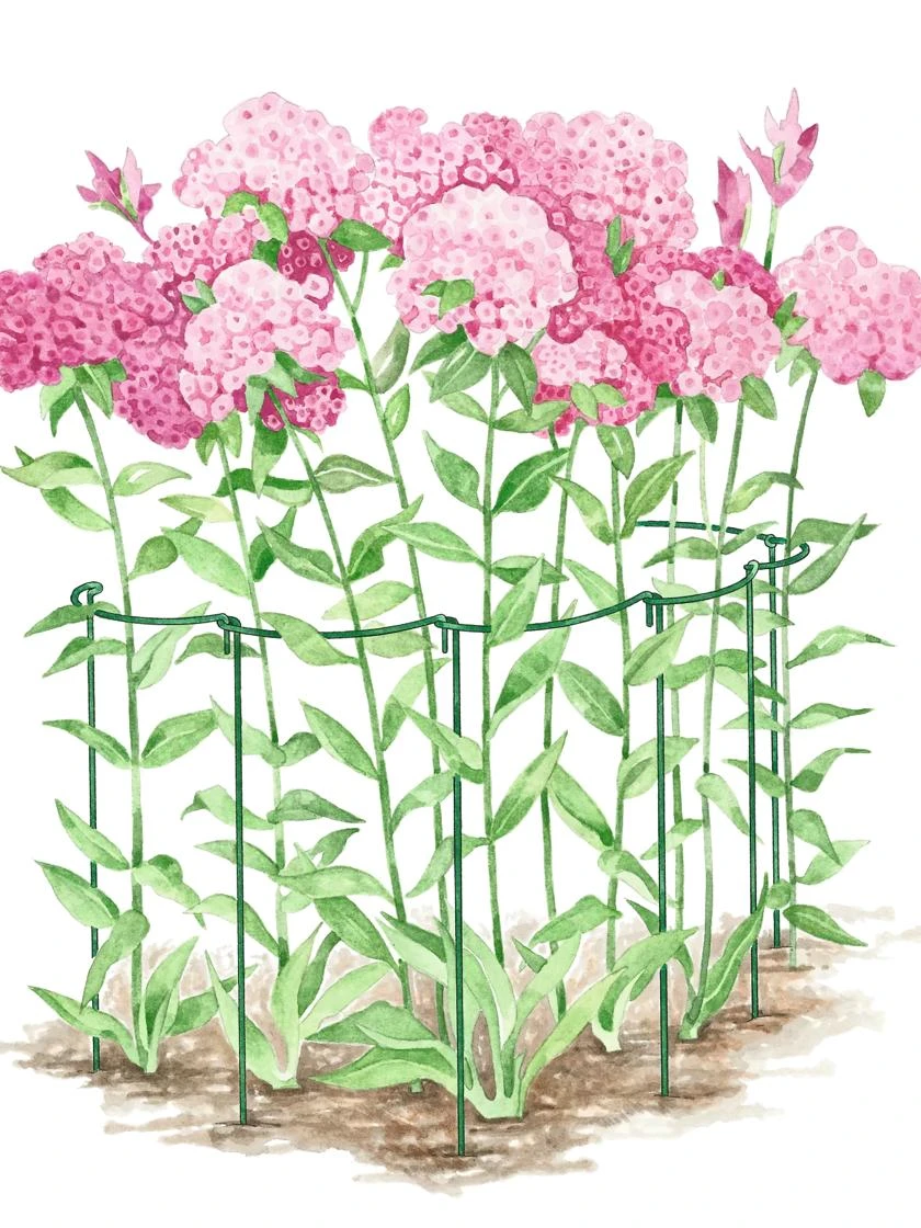 Curved Linking Stakes - Image 2